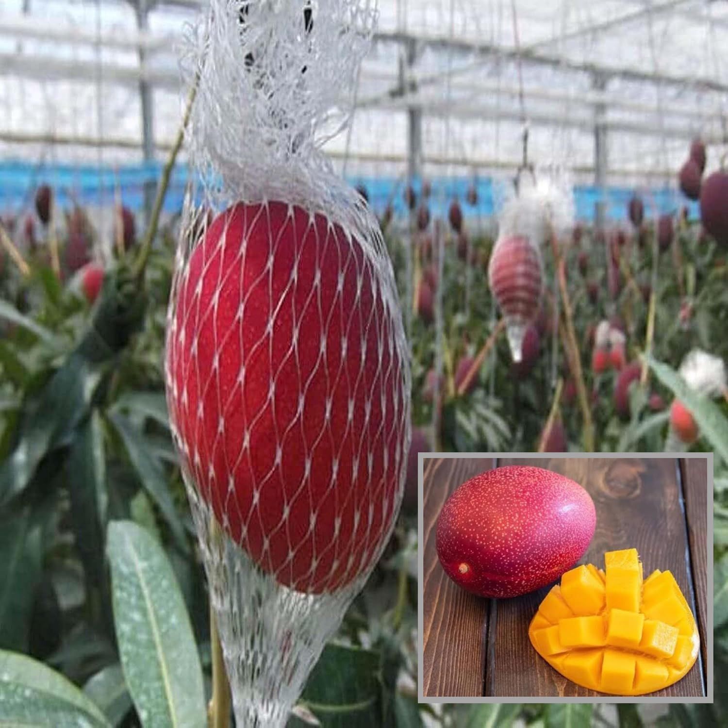 Miyazaki Egg OF Sun Taiyo No Tamago Mango Aam Grafted Fruit Plant (1.5-3 Feet Height) - Grow Plant