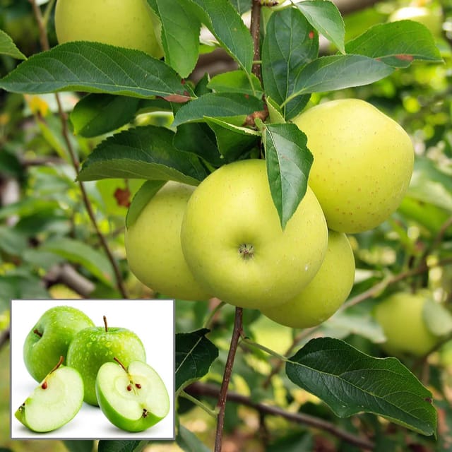 Granny Smith Green Apple Seb Grafted Fruit Plant (1.5-3 Feet Height) - Grow Plant