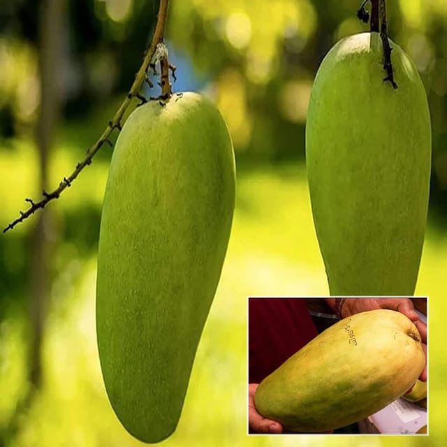 Nurjahan Noor Jahan Mango Aam Grafted Fruit Plant (1.5-3 Feet Height) - Grow Plant