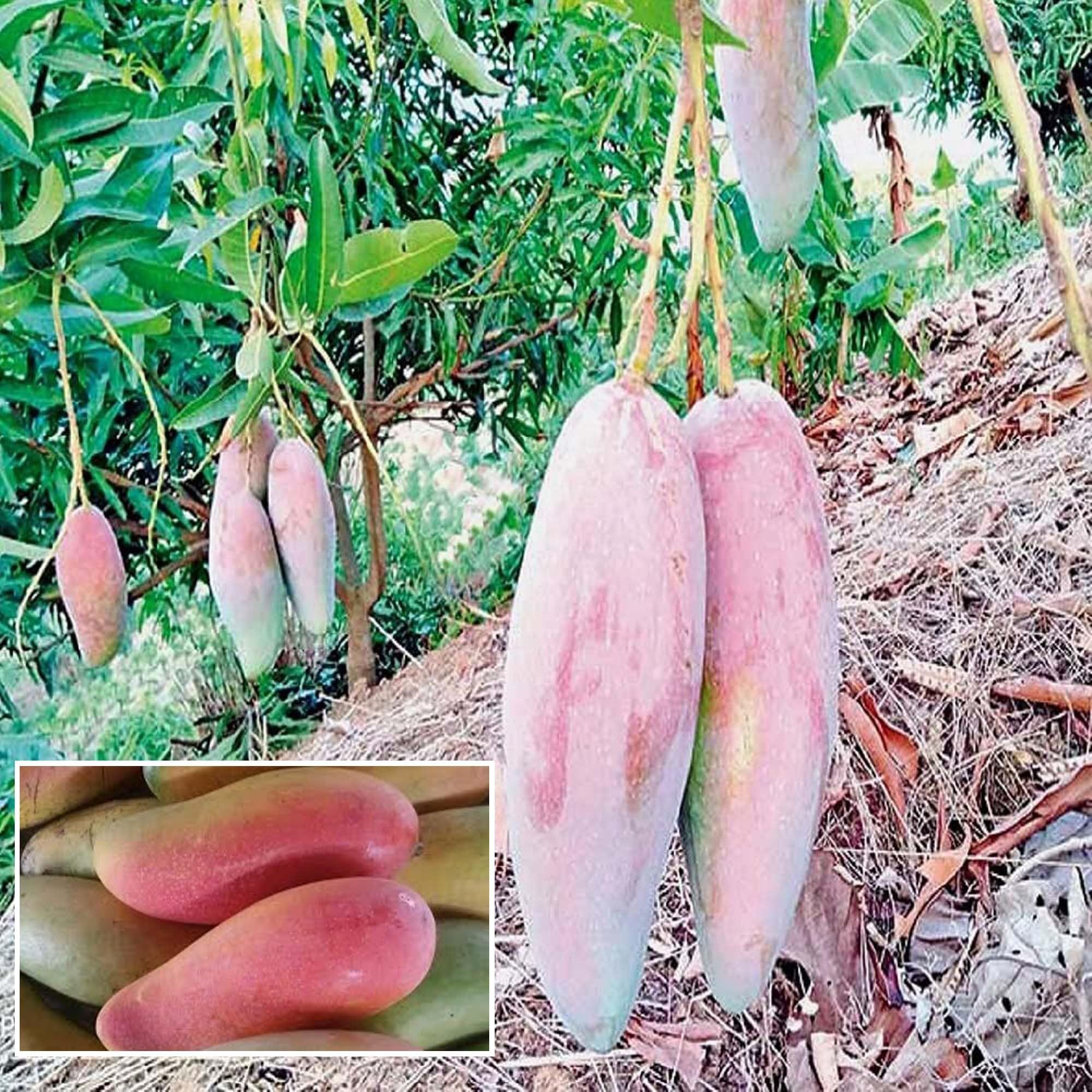 Thai Chiang Mai Mahachanok Mango Aam Grafted Fruit Plant (1.5-3 Feet Height) - Grow Plant