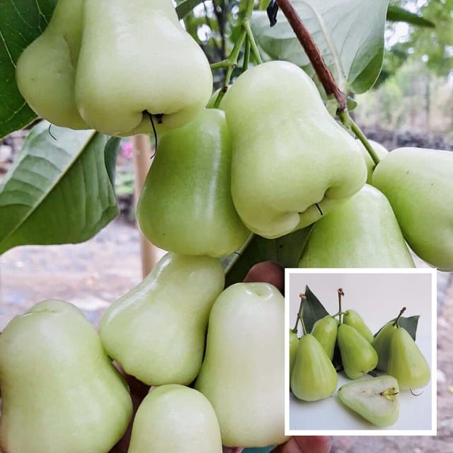 Thai Green All Time Wax Water Java Apple Jamrul Chamba Layering/Grafted Fruit Plant (1.5-3 Feet Height) - Grow Plant