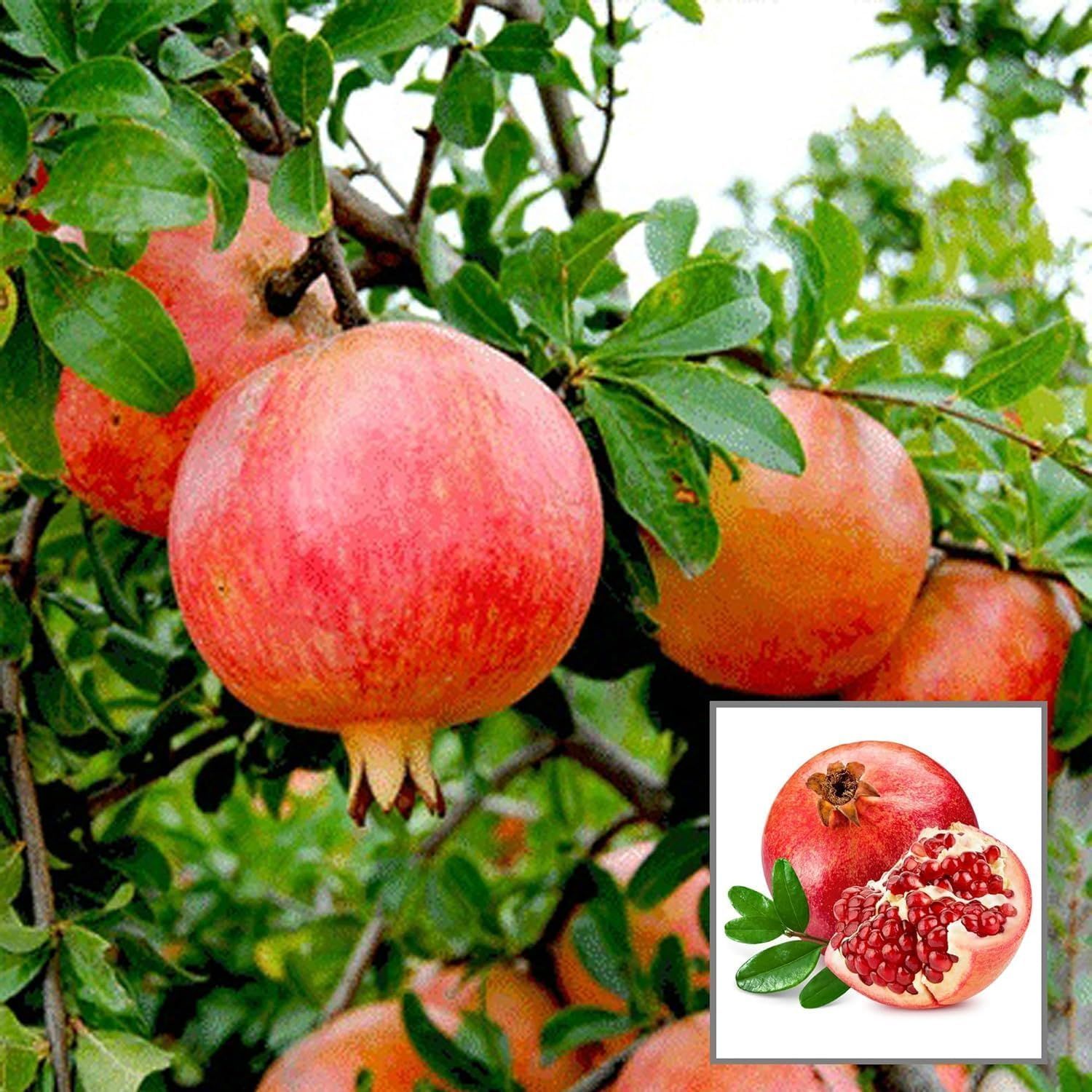 Anar Ganesh Pomegranate Layering/Grafted Fruit Plant (1.5-3 Feet Height) - Grow Plant