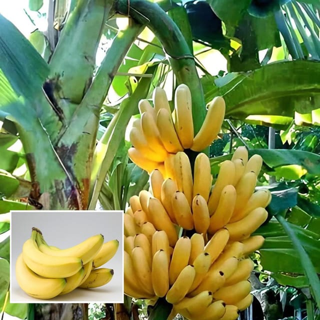 Singapuri Banana Tissue Caltured Fruit Fruit Plant (1.5-2 Feet Height) - Grow Plant Singapuri Banana Tissue Caltured Fruit Fruit Plant (1.5-2 Feet Height) - Grow Plant