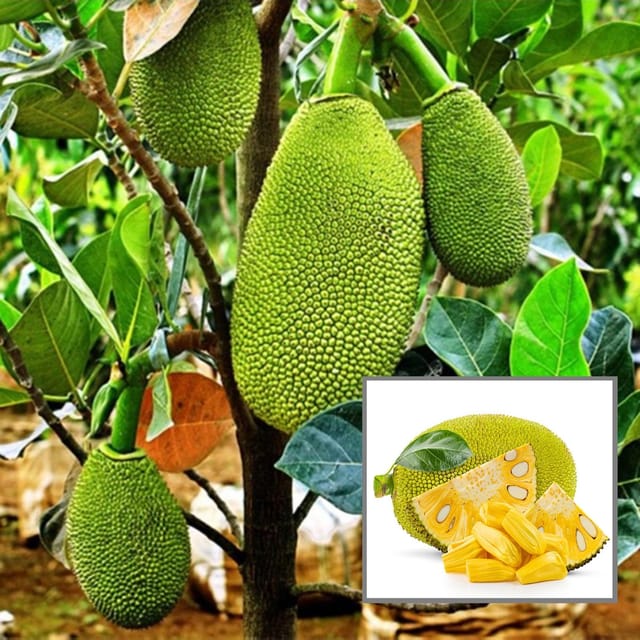Thai All Season Jackfruit Panasa Varikka Katahal Chakka Grafted Fruit Plant (1.5-3 Feet Height) - Grow Plant Thai All Season Jackfruit Panasa Varikka Katahal Chakka Grafted Fruit Plant (1.5-3 Feet Height) - Grow Plant