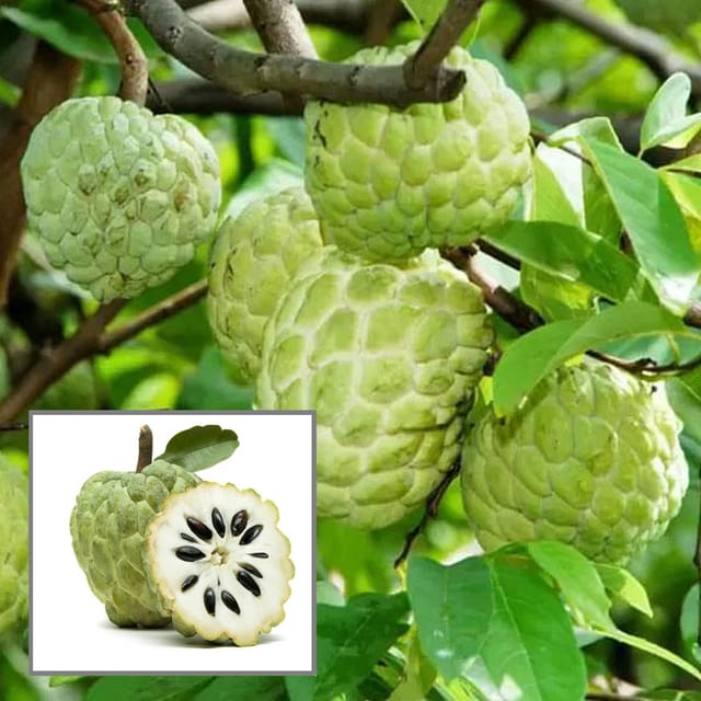 Balanagar Custard Apple Sugar Apple Sitafal Ata Grafted Fruit Plant (1.5-3 Feet Height) - Grow Plant