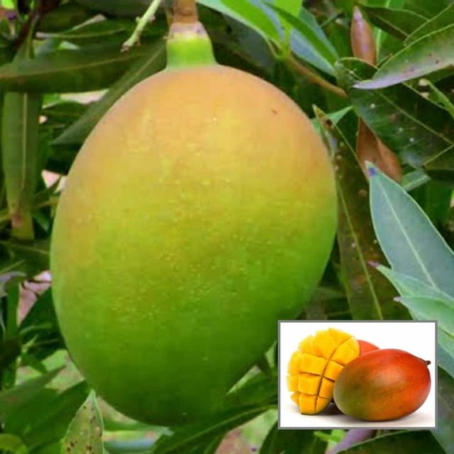 Suvarnarekha Mango Aam Grafted Fruit Plant (1.5-3 Feet Height) - Grow Plant