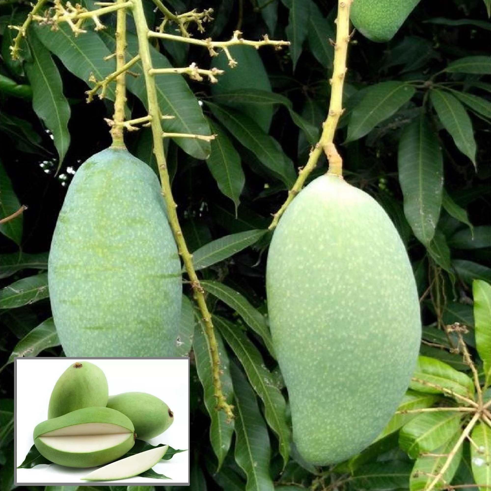 Sweet Kaccha Mitha Mango Aam Grafted Fruit Plant (1.5-3 Feet Height) - Grow Plant
