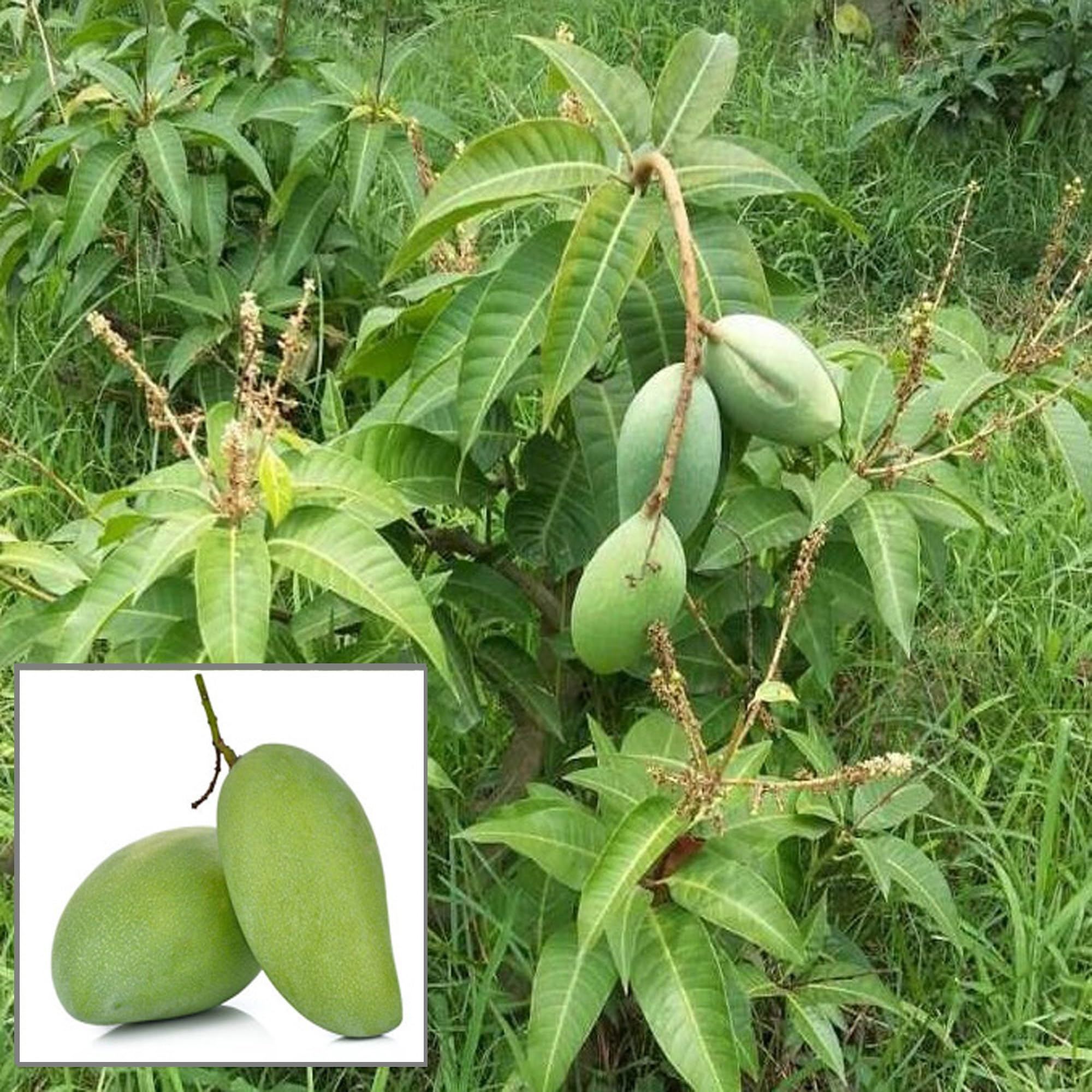 Thai All Time Baramasi Mango Aam Grafted Fruit Plant (1.5-3 Feet Height) - Grow Plant
