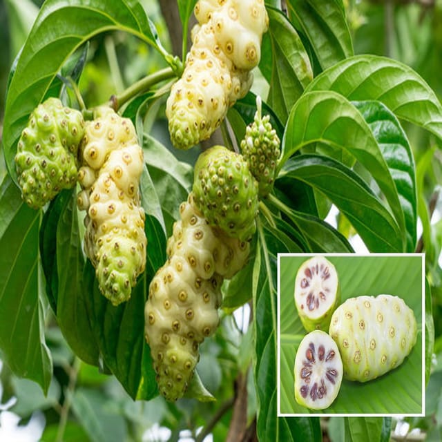 Noni Cheese Fruit Plant (1-2 Feet Height) - Grow Plant