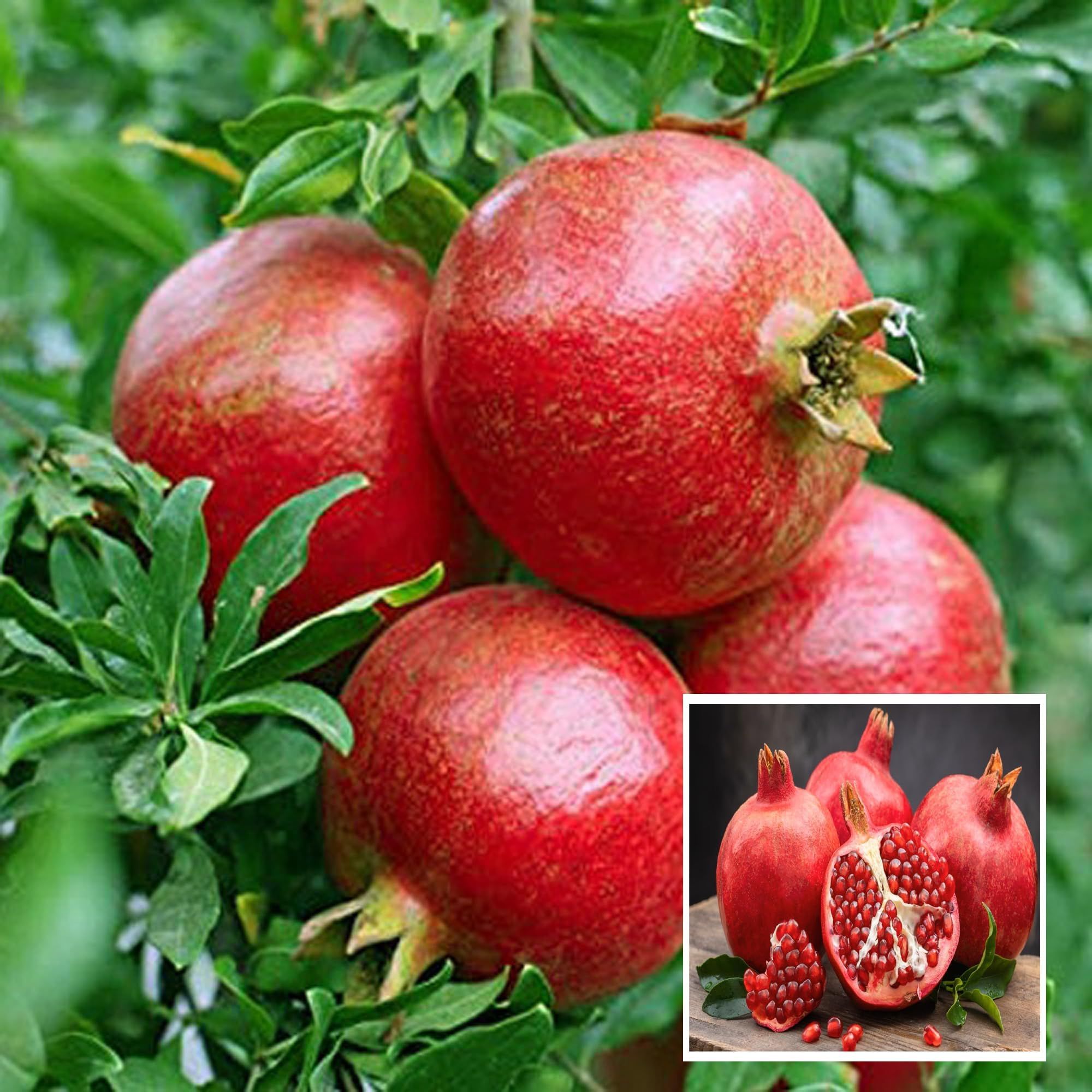 Super Bhagwa Pomegranate Anar Layering/Grafted Fruit Plant (1.5-3 Feet Height) - Grow Plant