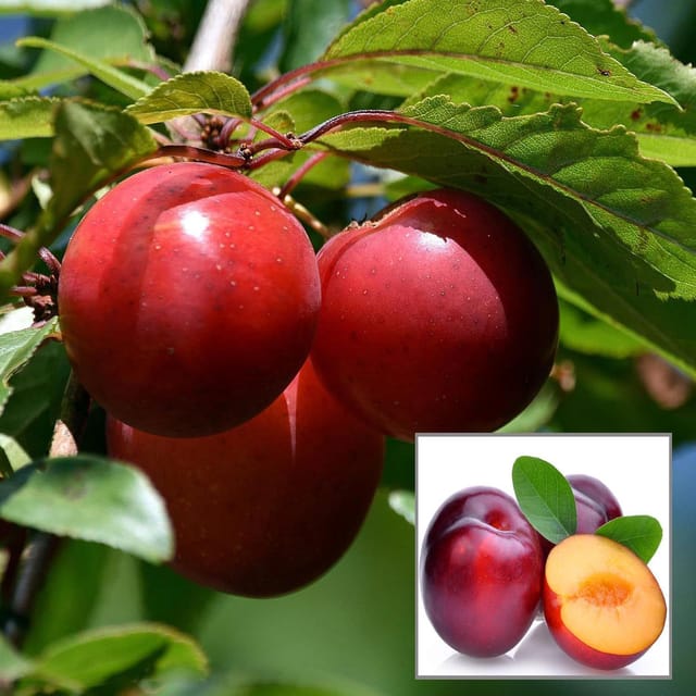 Red Plum Aloo Bukhara Layering/Grafted Fruit Plant (1.5-3 Feet Height) - Grow Plant Red Plum Aloo Bukhara Layering/Grafted Fruit Plant (1.5-3 Feet Height) - Grow Plant