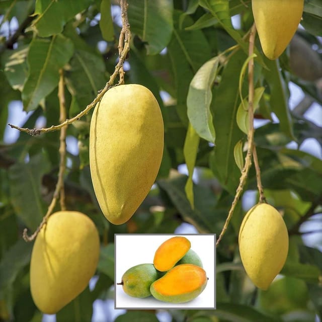 Langra King Of Mango Aam Grafted Fruit Plant (1.5-3 Feet Height) - Grow Plant Langra King Of Mango Aam Grafted Fruit Plant (1.5-3 Feet Height) - Grow Plant