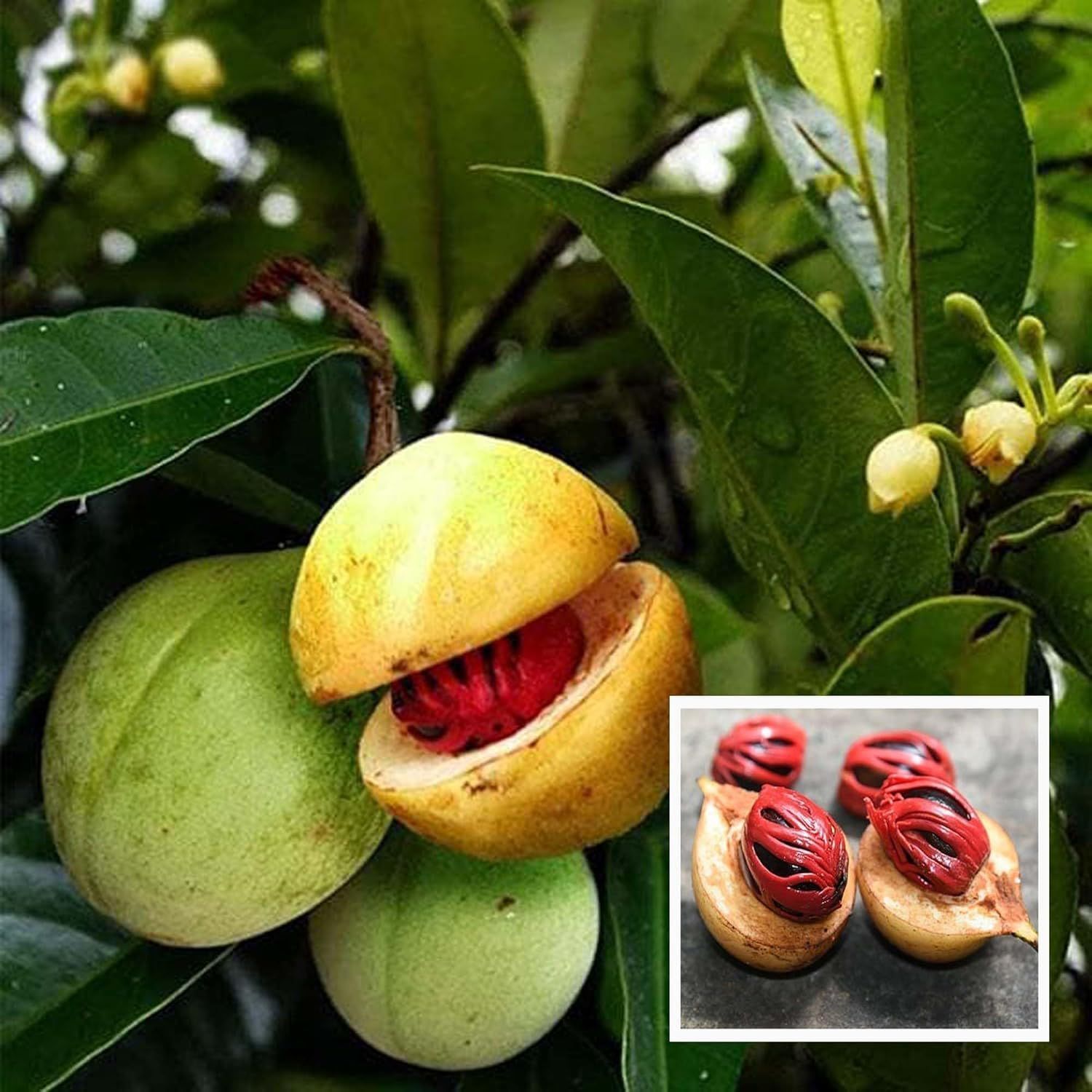 Nutmeg Jaifal Myristica Javitri Jaiphal Spice Plant (1.5-3 Feet Height) - Grow Plant