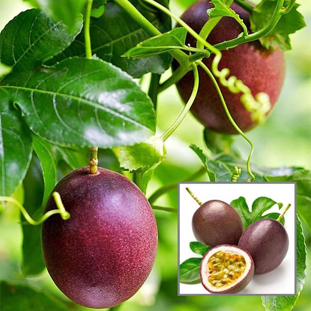 Passion Fruit Climbing Plant - Grow Plant Passion Fruit Climbing Plant - Grow Plant