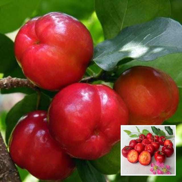 Barbados Apple Cherry Cherries Layering/Grafted Fruit Plant (1-2 Feet Height) - Grow Plant Barbados Apple Cherry Cherries Layering/Grafted Fruit Plant (1-2 Feet Height) - Grow Plant