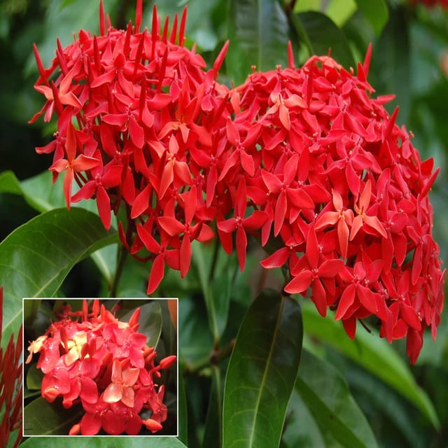 Red Colour Ixora Rukmini Rangan Flower Shrubs Plant (1.5-3 Feet Height) - Grow Plant