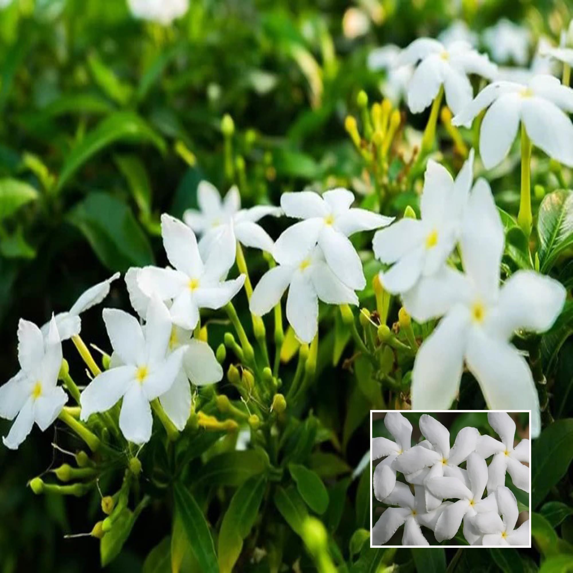 Mini Tagar Chandni Crepe Jasmine Shrubs Flower Plant (1-2 Feet Height) - Grow Plant