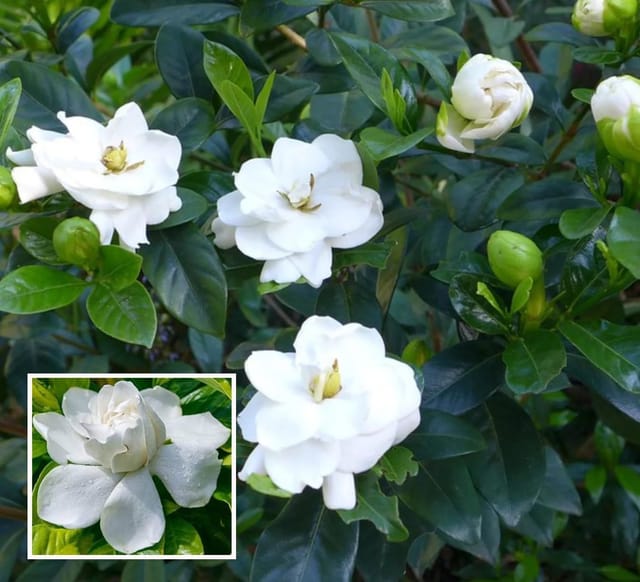 Gardenia Gandharaj Cape Jasmine Highly Fragrant Shrubs Flower Plant (1-2 Feet Height) - Grow Plant