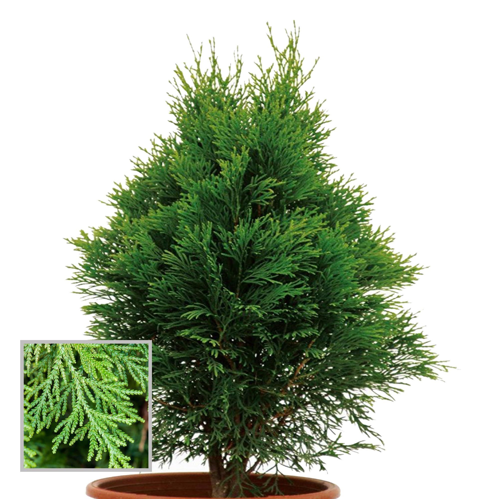 Thuja Orientalis Morpankhi Jhau Ornamental Plant (1.5-3 Feet Height) - Grow Plant