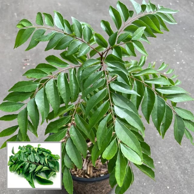 Curry Leaves Kadi Patta Murraya koenigii Meetha Neem Plant (1-2 Feet Height) - Grow Plant Curry Leaves Kadi Patta Murraya koenigii Meetha Neem Plant (1-2 Feet Height) - Grow Plant