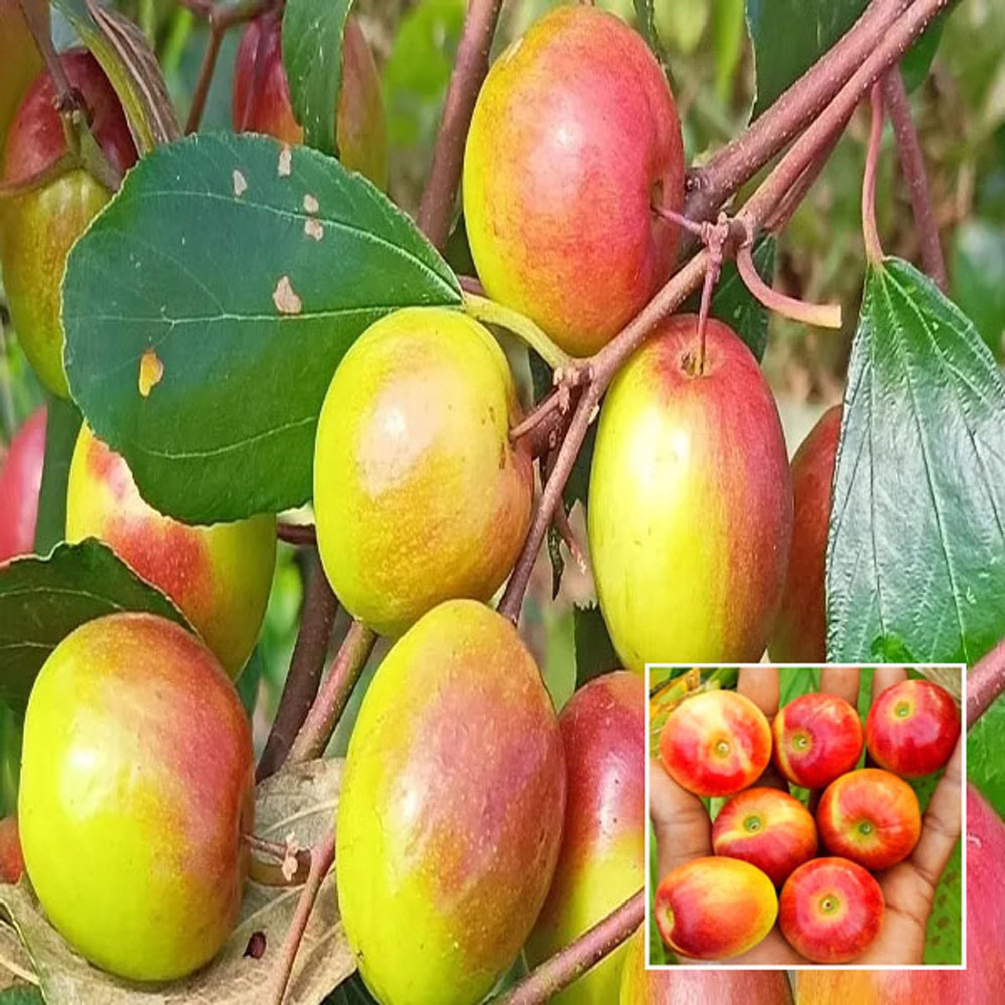 Miss India Apple Ber Jujube Kul Grafted Fruit Plant (1-2 Feet Height) - Grow Plant