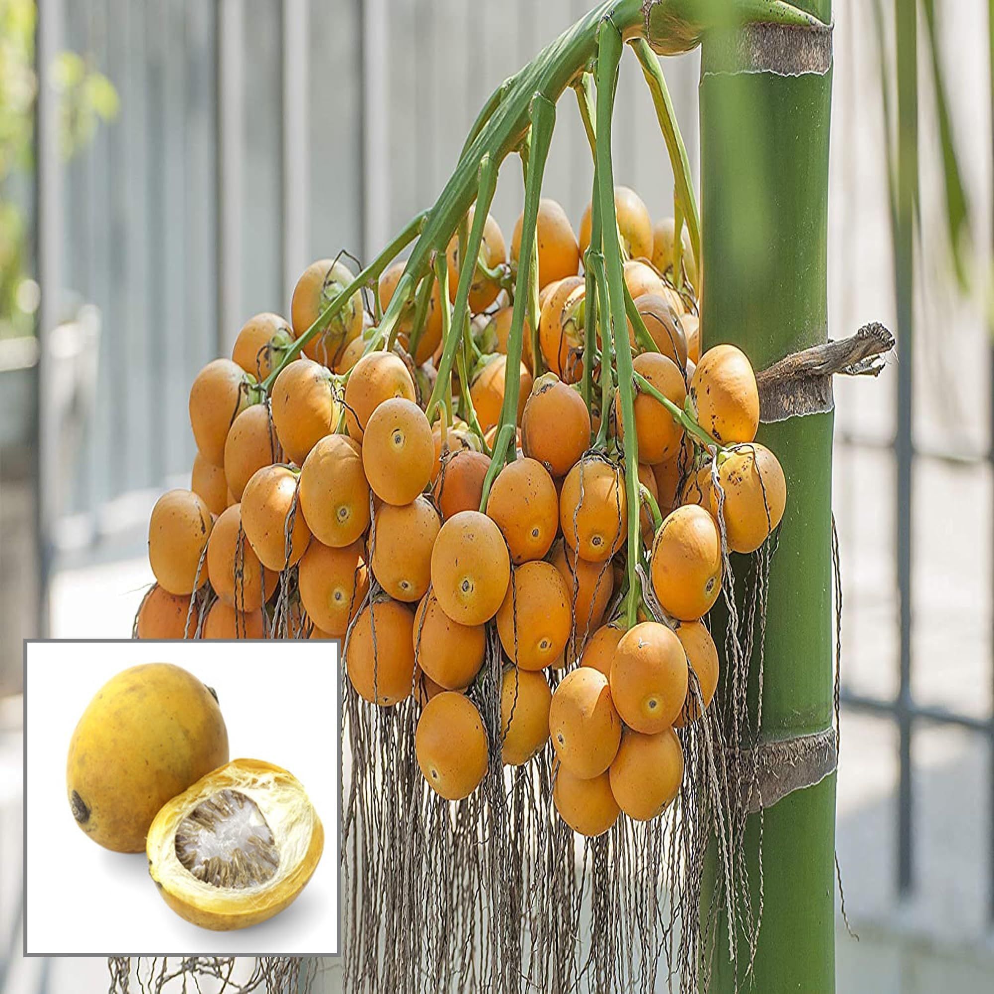Assam Pati Arecanut Betel Nut Supari Hybrid Dwarf Fruit Plant (1.5-3 Feet Height) - Grow Plant