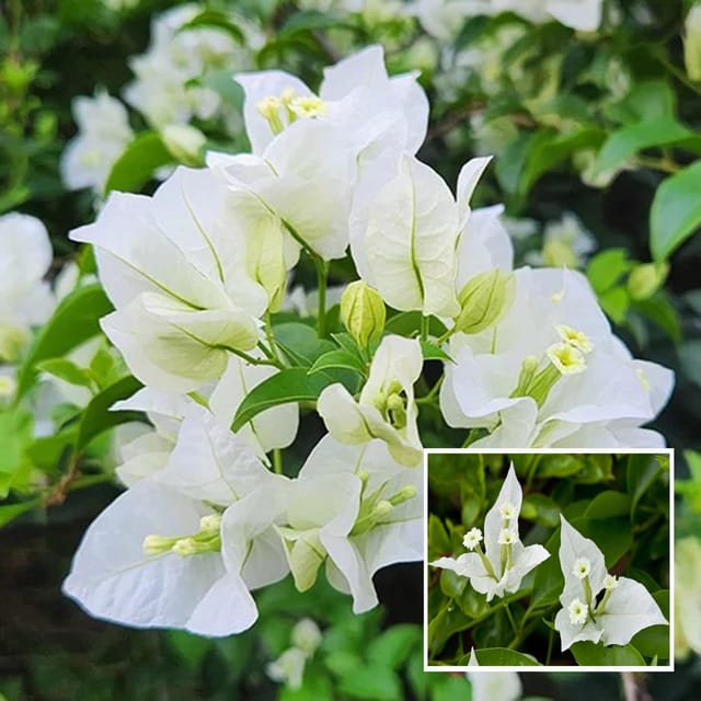 White Colour Bougainvillea Kagoj Ful Shrubs Flower Plant (1-2 Feet Height) - Grow Plant White Colour Bougainvillea Kagoj Ful Shrubs Flower Plant (1-2 Feet Height) - Grow Plant