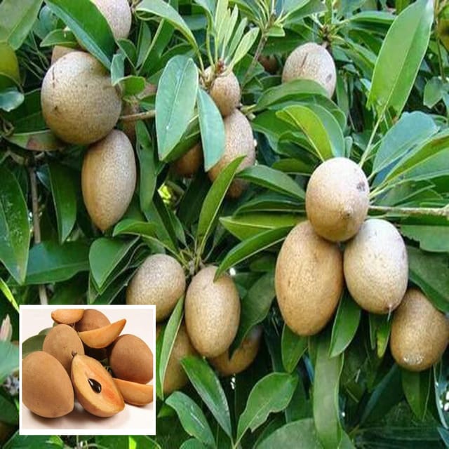 Thai Kalapatti Chikoo Sapota Grafted Fruit Plant (1.5-3 Feet Height) - Grow Plant Thai Kalapatti Chikoo Sapota Grafted Fruit Plant (1.5-3 Feet Height) - Grow Plant