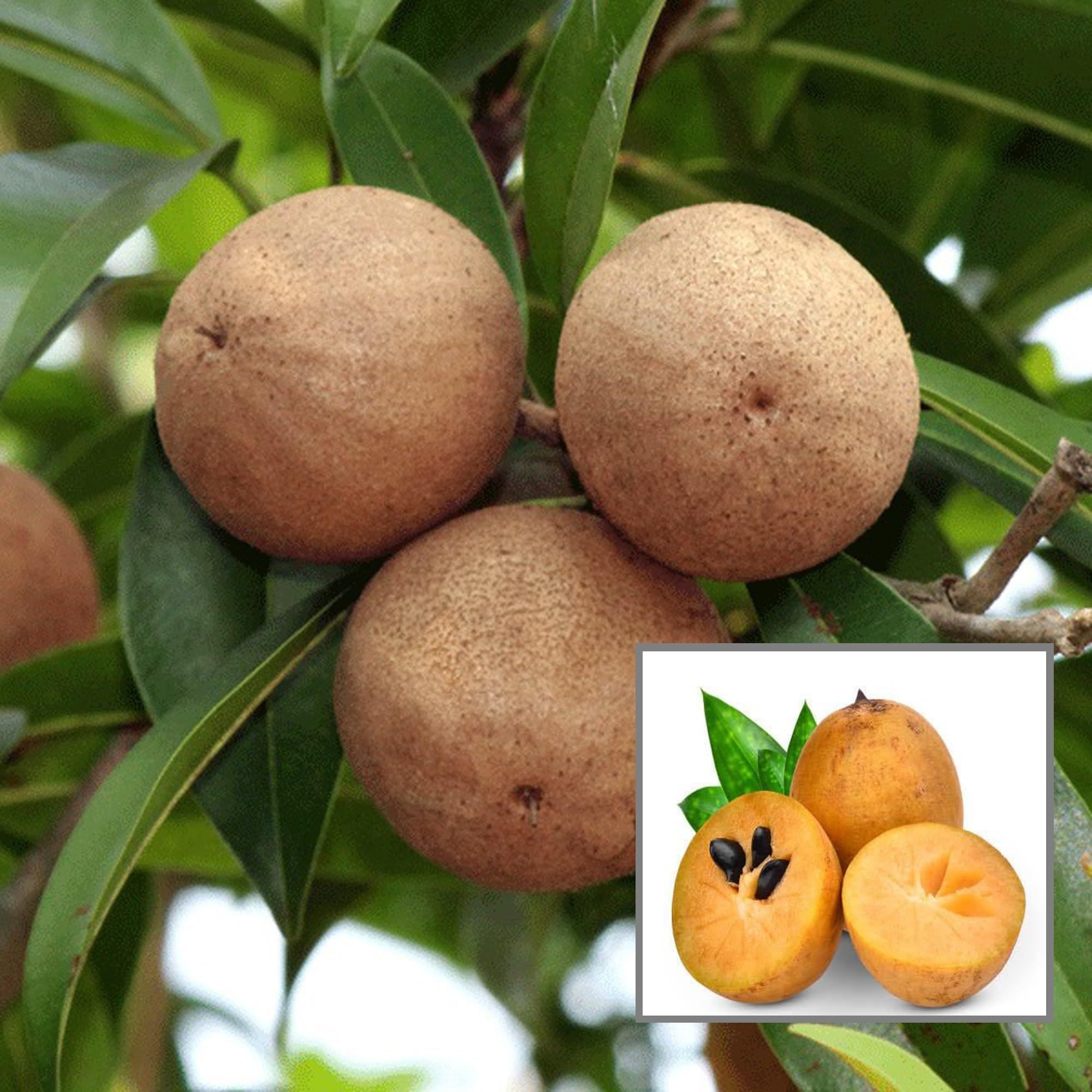Cricket Ball Chikoo Sapota Grafted Fruit Plant (1.5-3 Feet Height) - Grow Plant