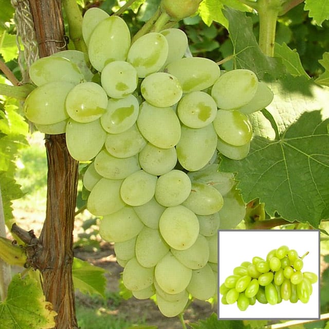 Green Super Sonaka Seedless Grapes Angoor Layering/Grafted Fruit Plant - Grow Plant
