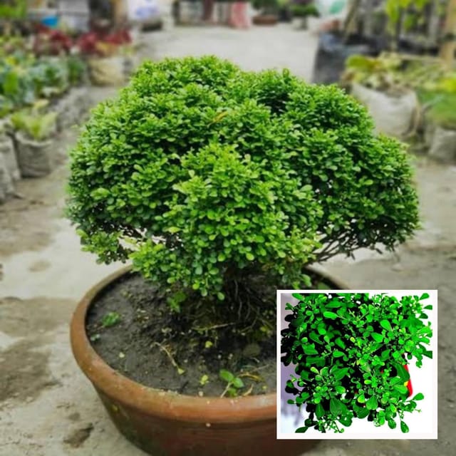 Table Kamini Satin Wood Kunti Shrubs Flower Plant (1-2 Feet Height) - Grow Plant