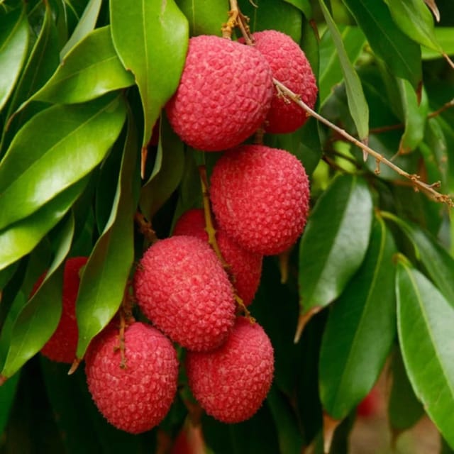 ... ...