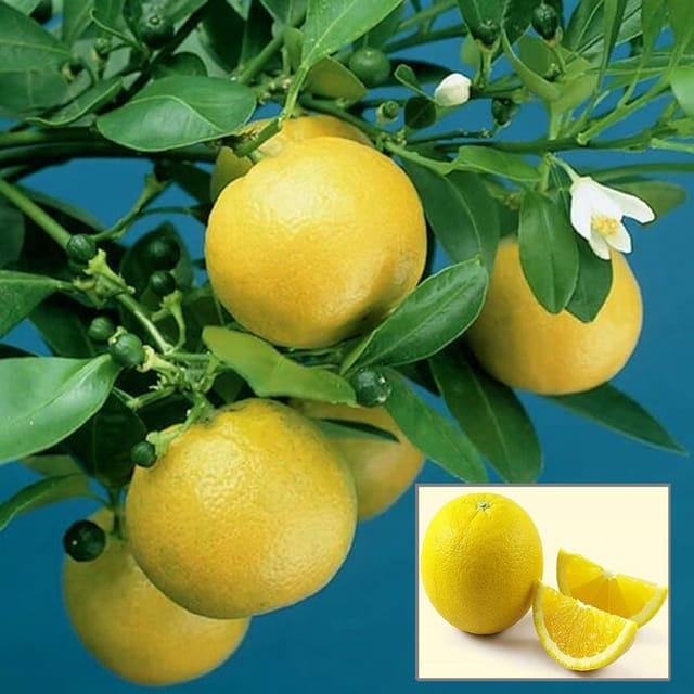 Vietnam All Time Malta Mosambi Grafted Fruit Plant (1.5-2 Feet Height) - Grow Plant