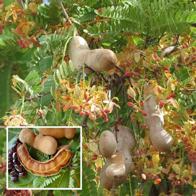 Sour Vantoor Tamarind Imli Grafted Fruit Plant (1.5-3 Feet Height) - Grow Plant Sour Vantoor Tamarind Imli Grafted Fruit Plant (1.5-3 Feet Height) - Grow Plant