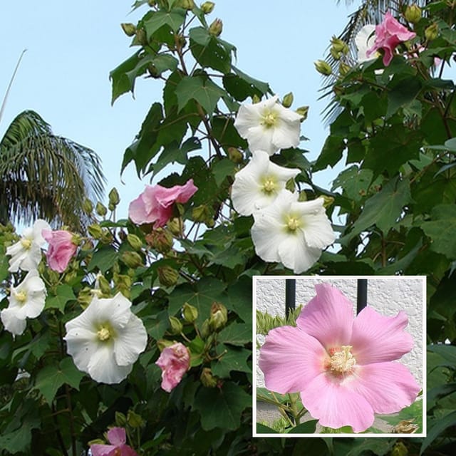 Single Petal All Time Cotton Rose land lotus Sthal Poddo Hibiscus Mutabilis Changeable Colour Flower Plant (1-2 Feet Height) - Grow Plant