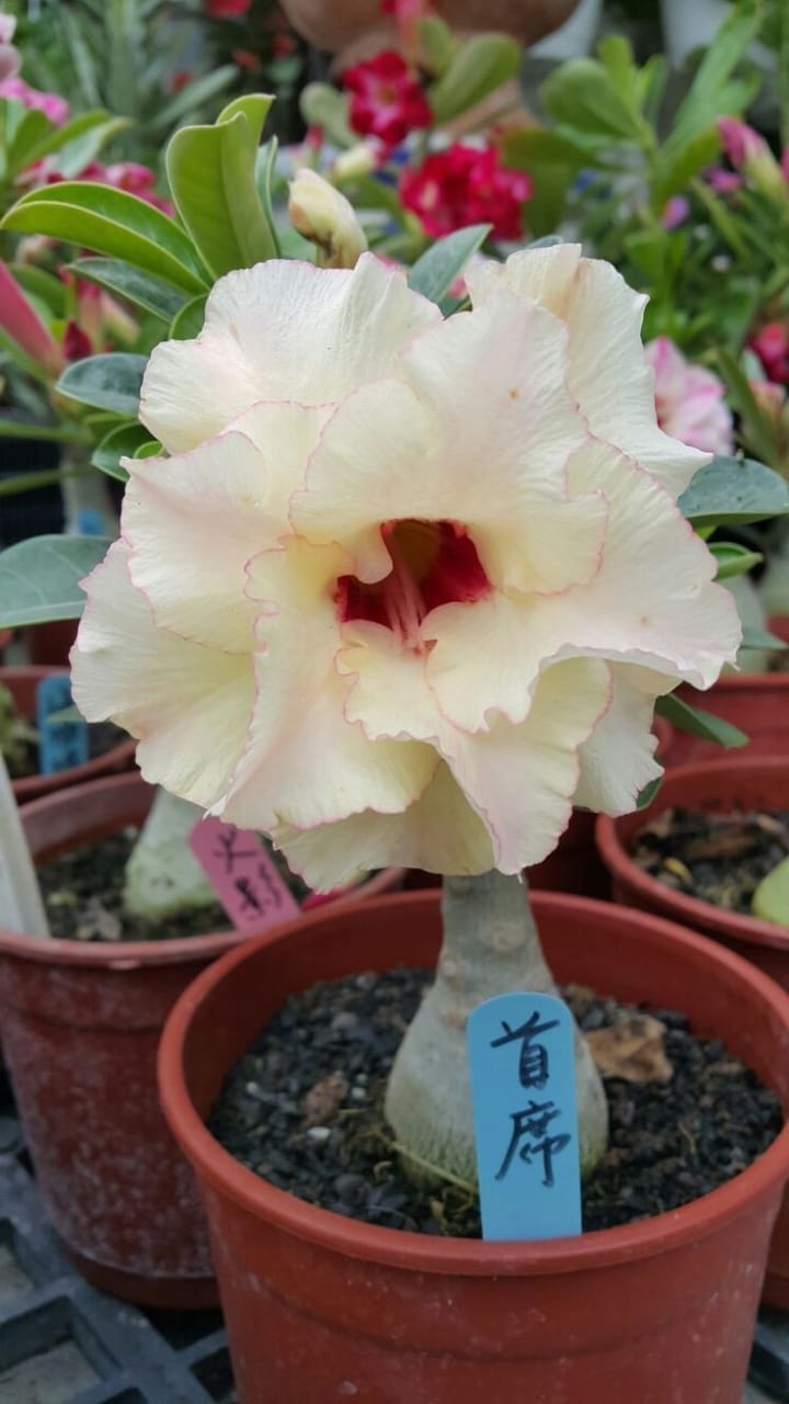 Rosey Variety Grafting Adenium Obesum Desert Rose Grafted Flowers Plant-P87 - Grow Plant