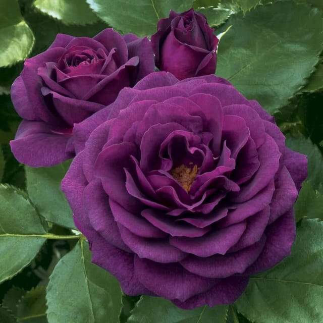 Violet Rose Fragrant Flower Plant (1-2 Feet Height) - Grow Plant