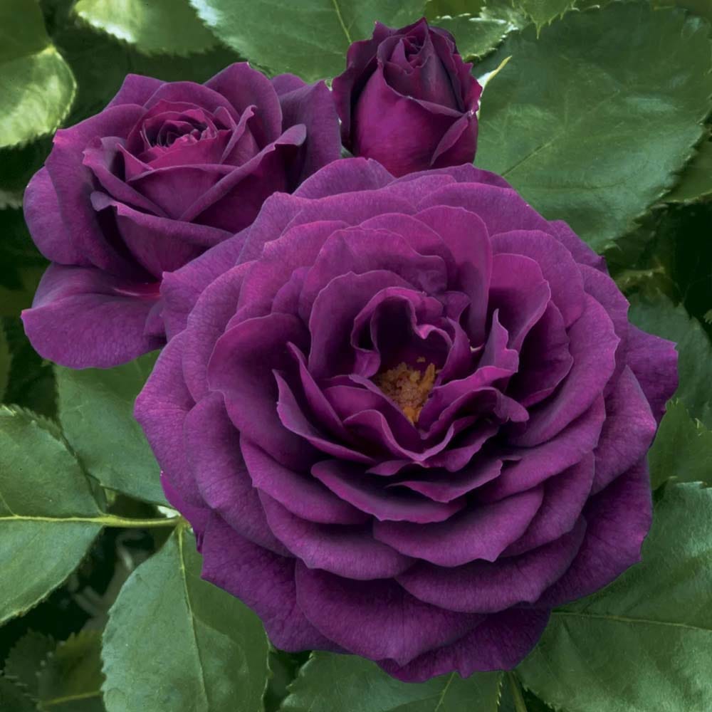 Violet Rose Fragrant Flower Plant (1-2 Feet Height) - Grow Plant