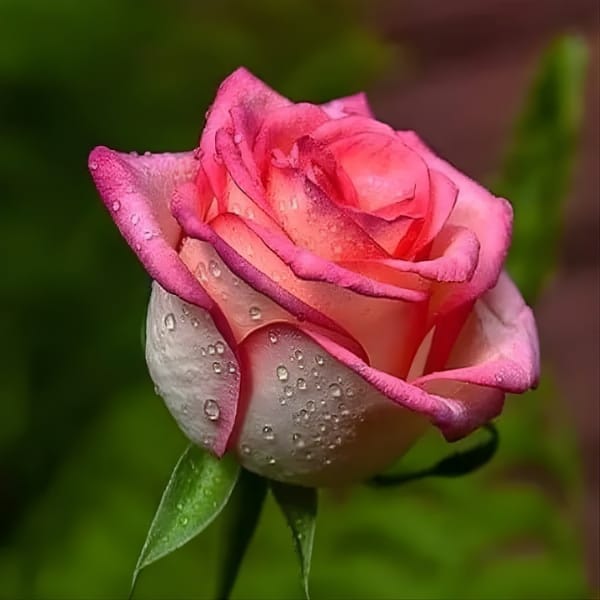 Salmon Pink Rose Fragrant Flower Plant (1-2 Feet Height) - Grow Plant