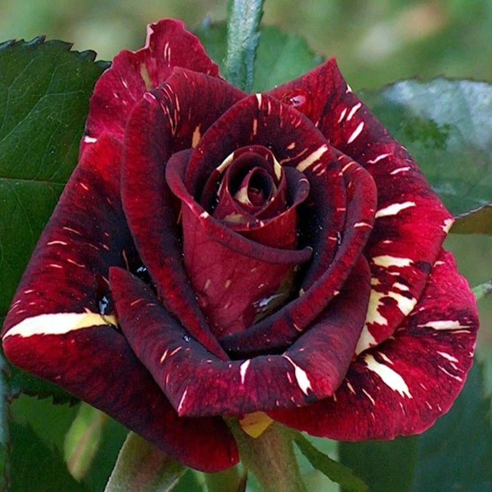 Deep Red Crimson Rose Fragrant Flower Plant (1-2 Feet Height) - Grow Plant