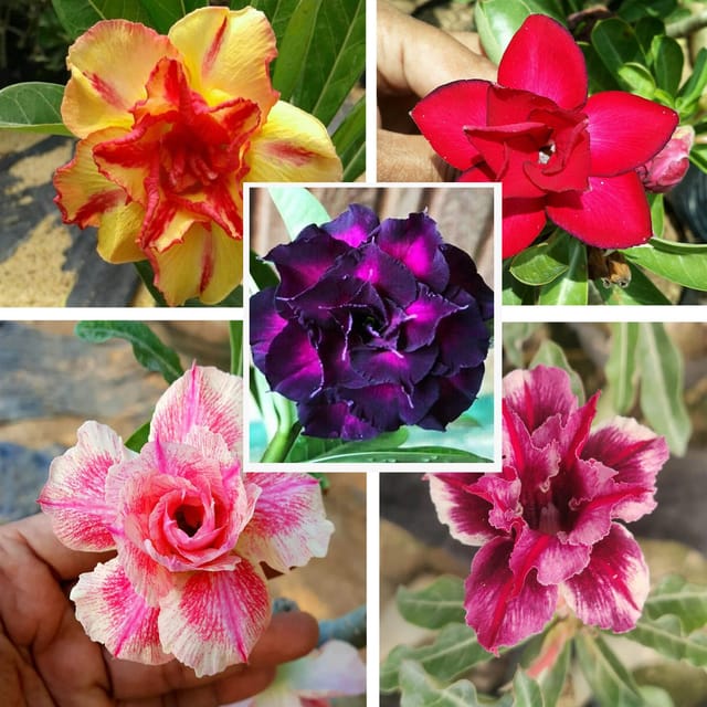 Adenium  Obesum Desert Rose Grafted Flowers Plant (pack of 5) - Grow Plant