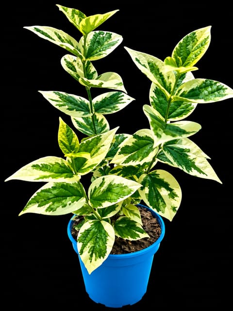 Variegated Shiuli Plant | Harsingar / Parijat Plant | Night Flowering Fragrant Plant