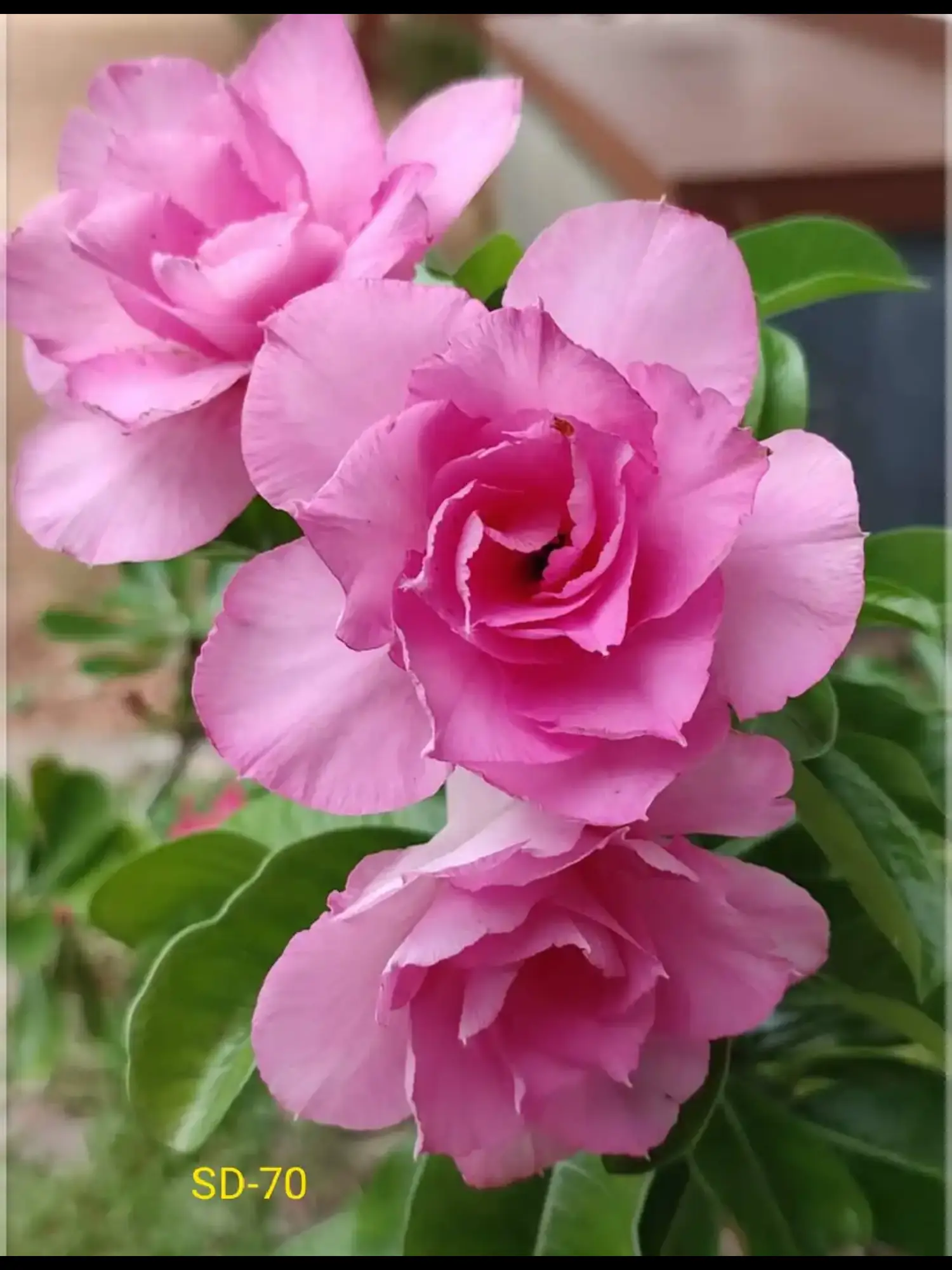 Adenium Hussade Pink