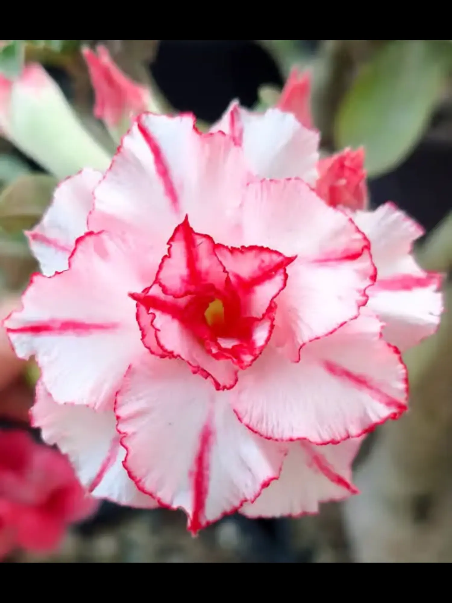 Adenium Buteerfly Rossy Adenium Buteerfly Rossy