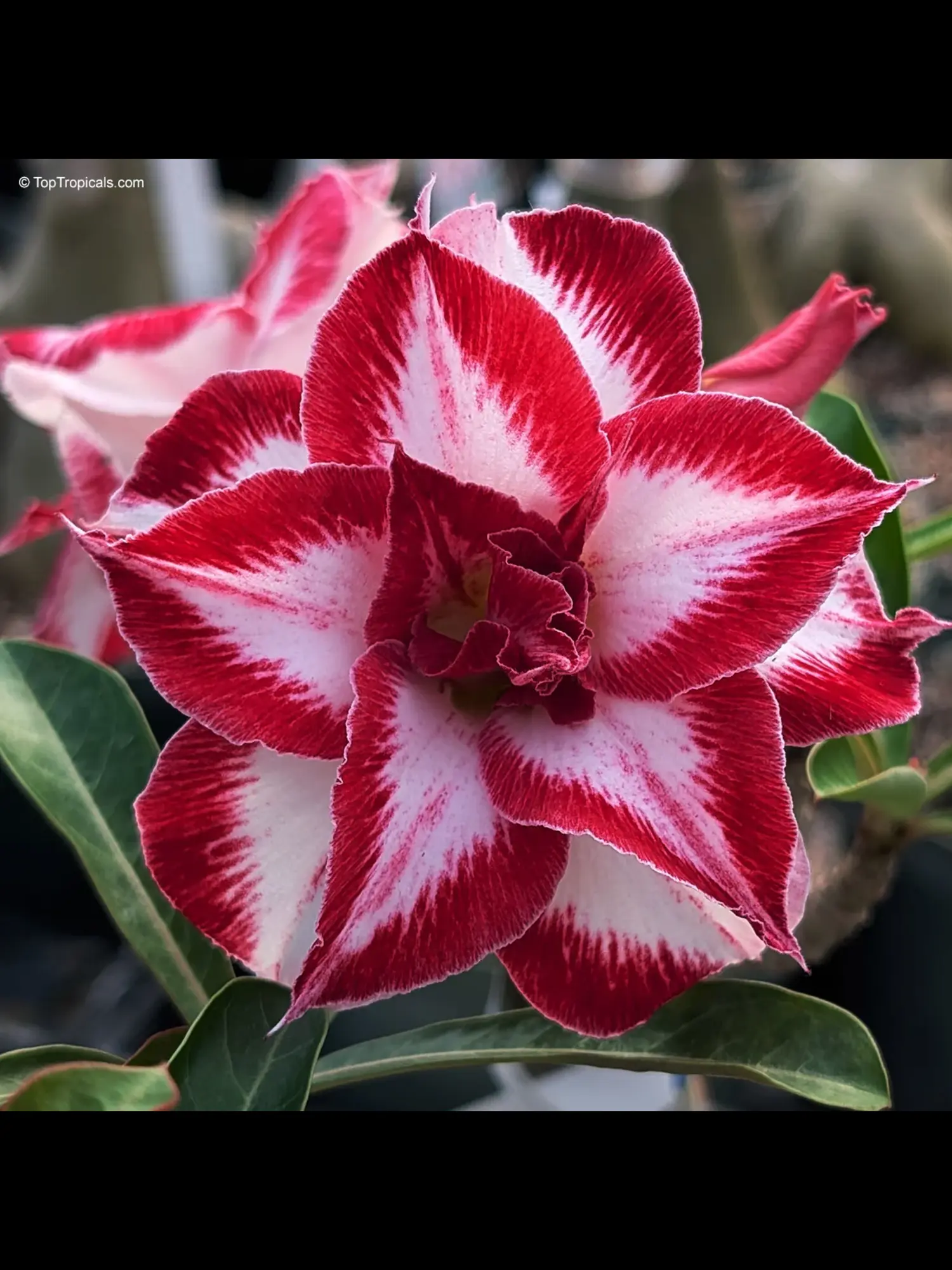 Adenium Amarlilli 666