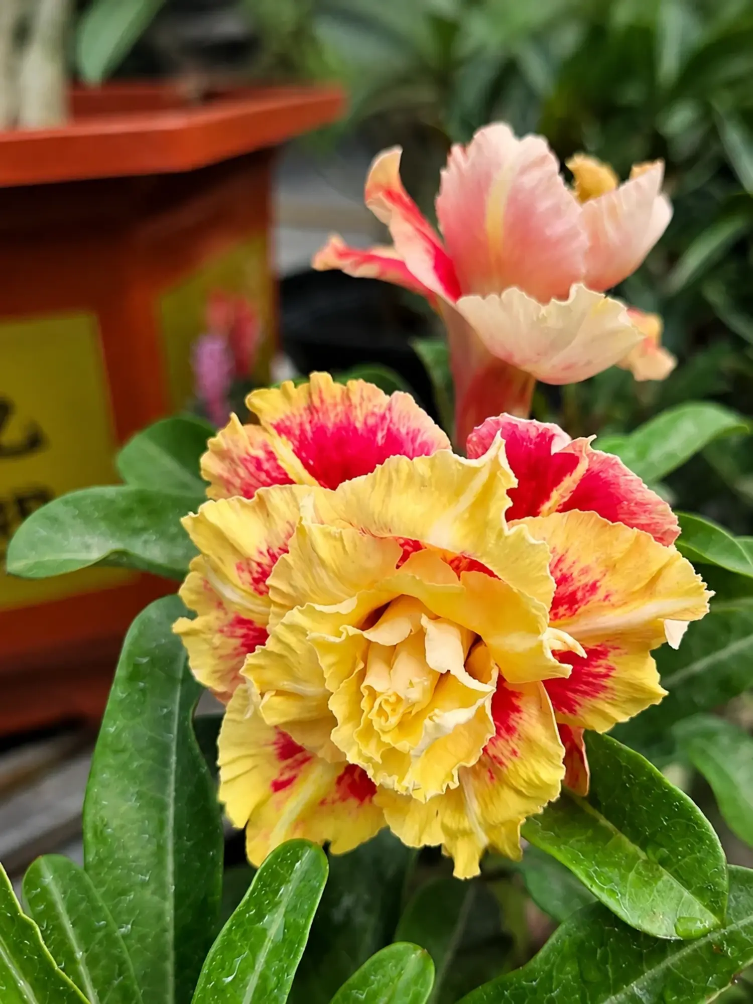 Adenium Kimput 669