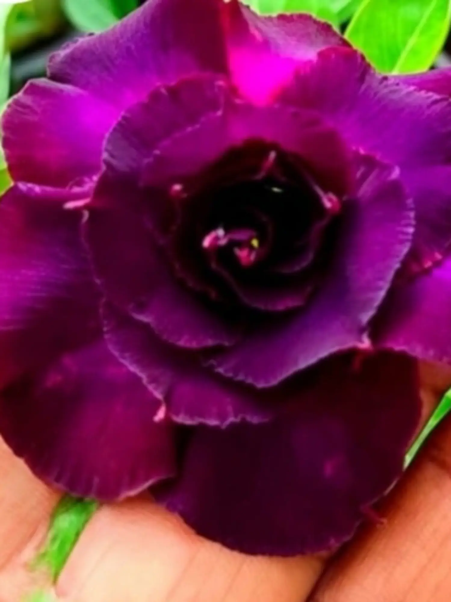 Adenium Violet Samburai 445