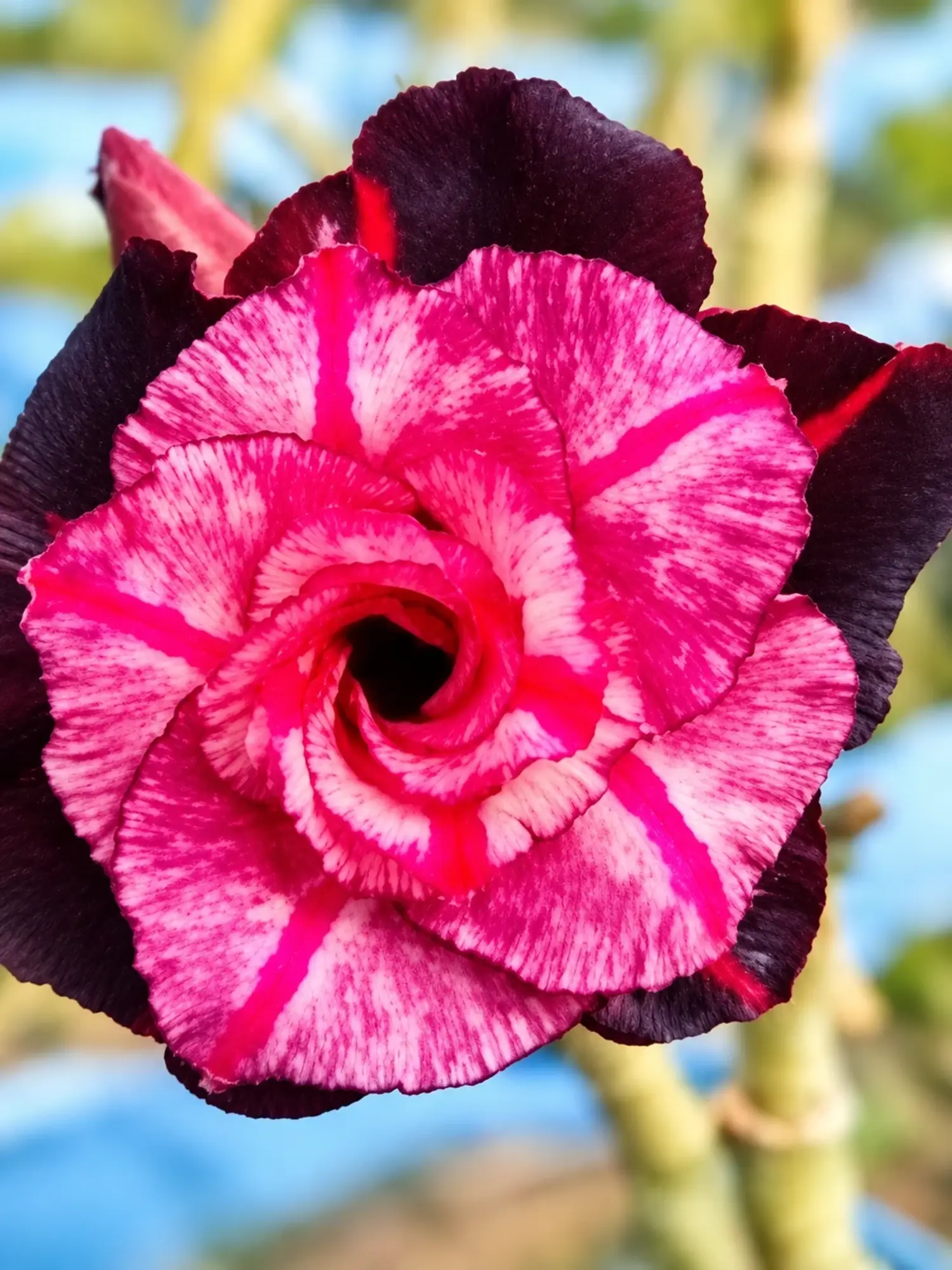 Adenium Colorful 504