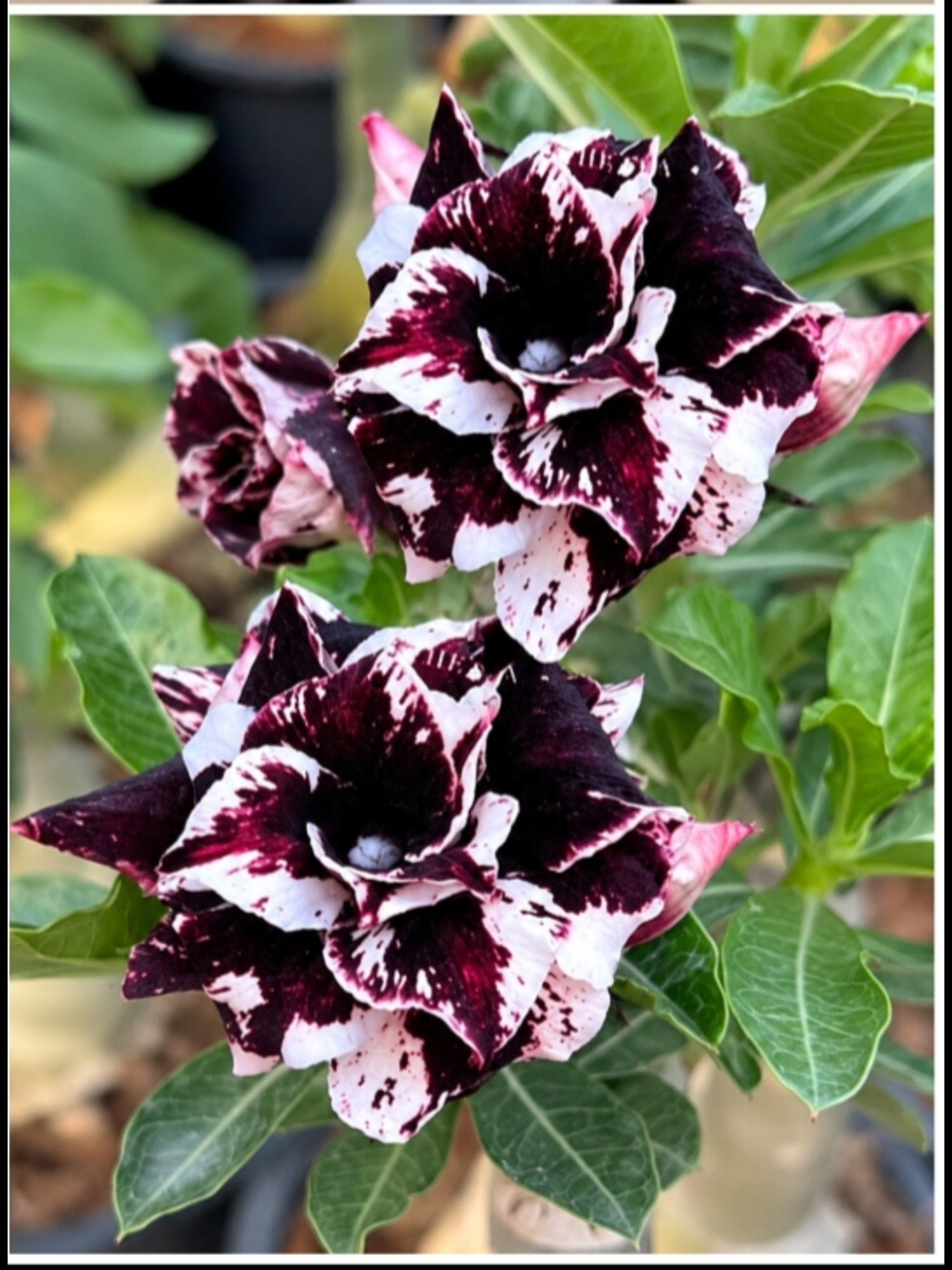 Adenium Small Wins