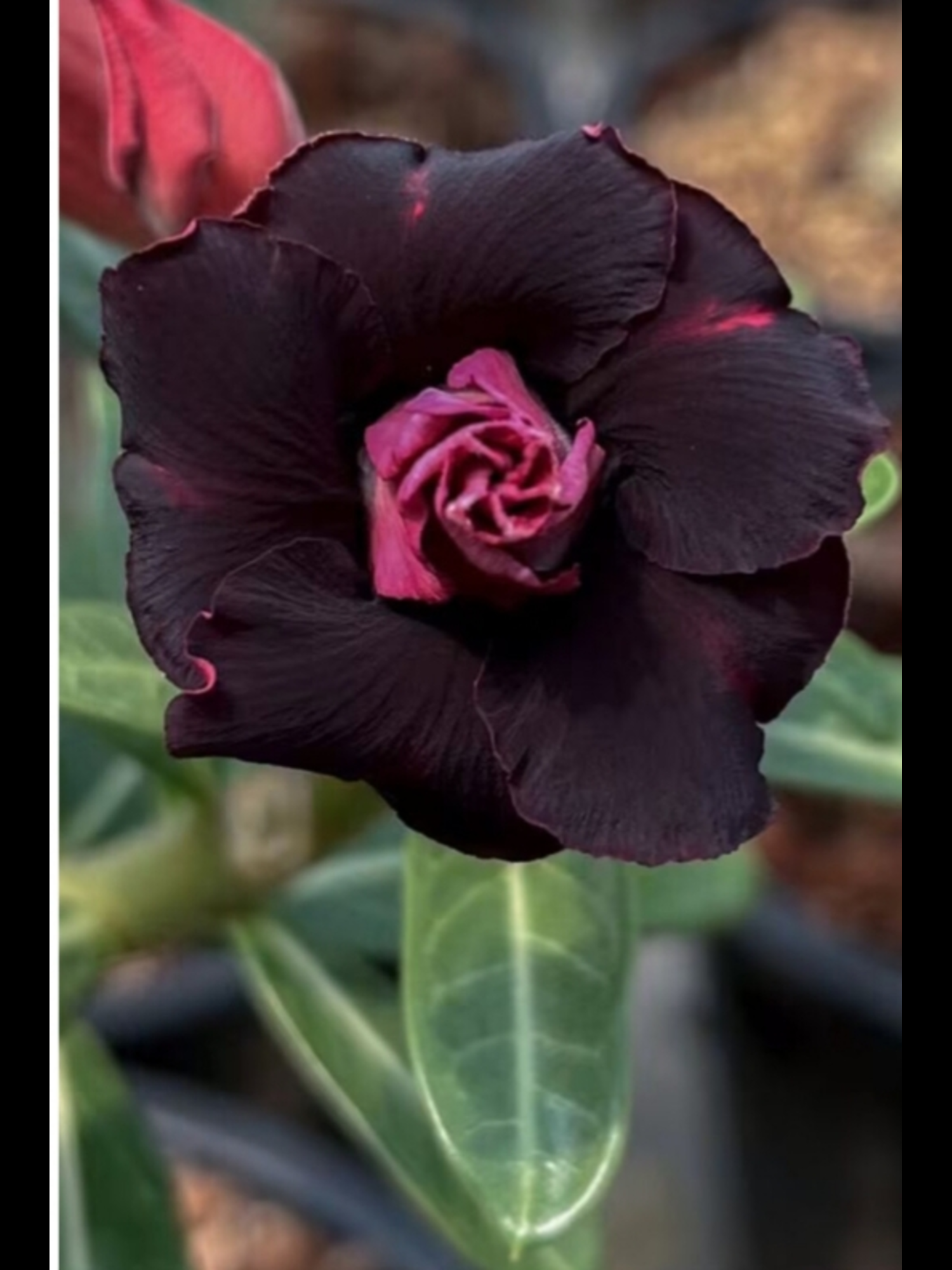 Adenium Queen Black Pink BQ